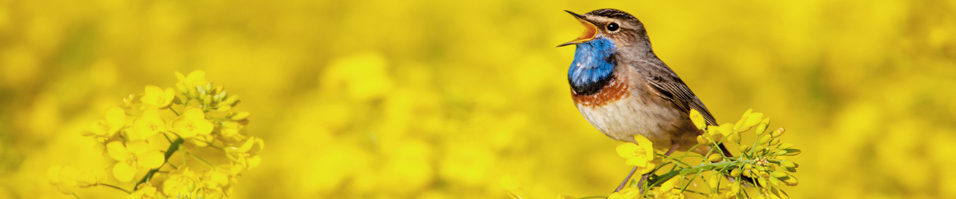 Songbird in rapeseed field