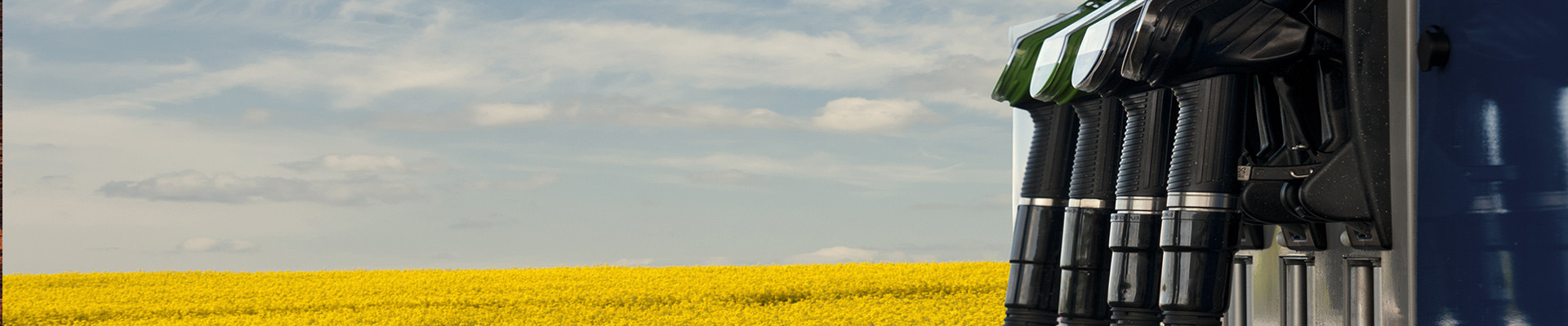 Biodiesel and rapeseed field