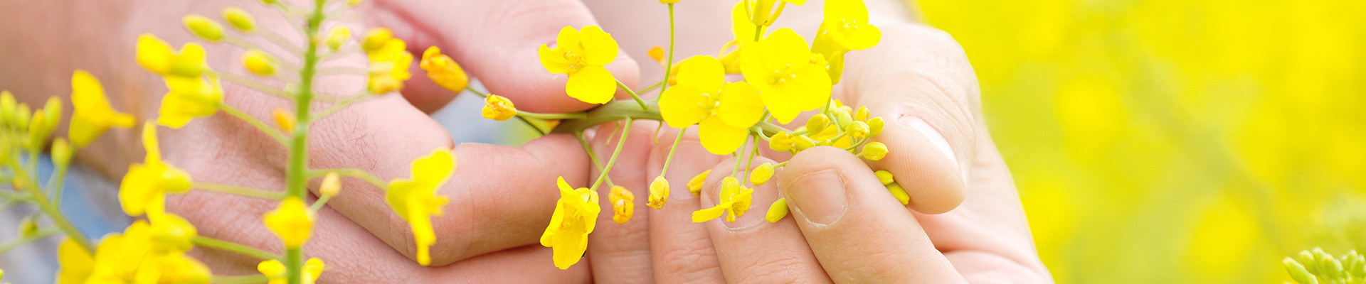 Rapeseed farmer