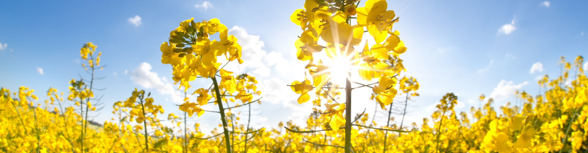 Sunny field of rapeseed