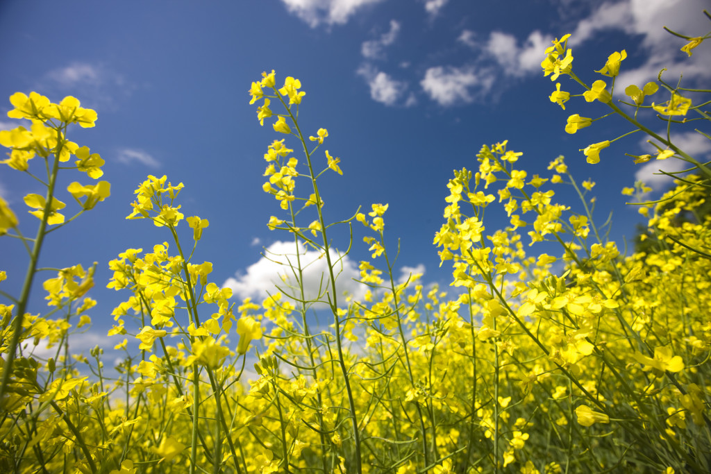 what-is-canola-about-us-u-s-canola-association-non-profit-to