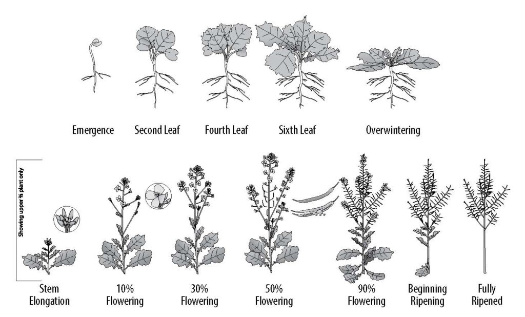 Spring & Winter Canola Crop Production U.S. Canola Association nonprofit to increase U.S