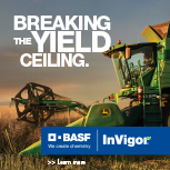 BASF InVigor canola seed