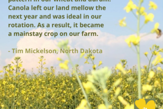 Grow Canola6-Tim Mickelson-ND