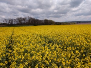 Seed increase of 'KS4719' canola variety in bloom near Manhattan, Kansas