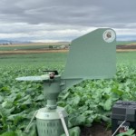 Spore trap in canola on Camas Prairie-Kurtis Schroeder